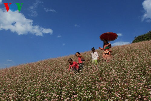 Buckwheat flowers blossom in Si Ma Cai - ảnh 2